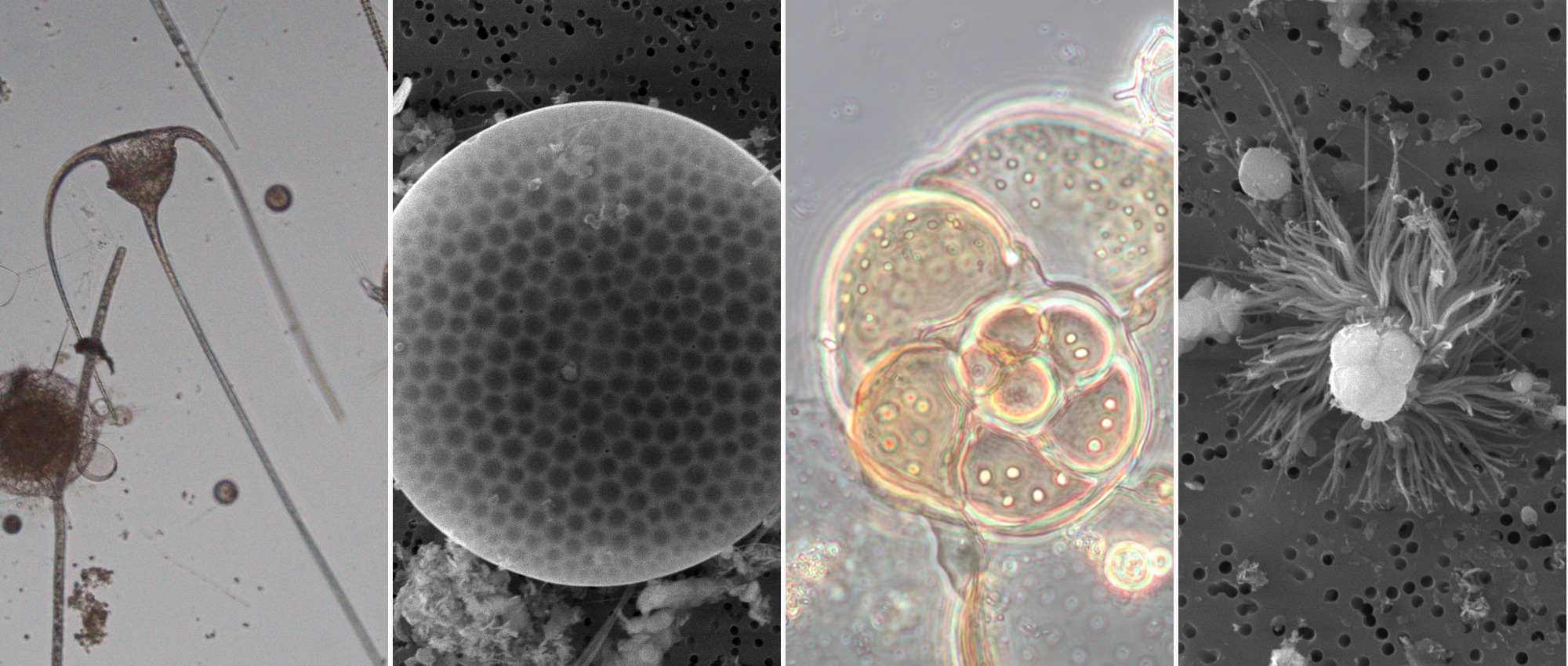 Light micrograph and scanning electron microscope images of marine protists.
