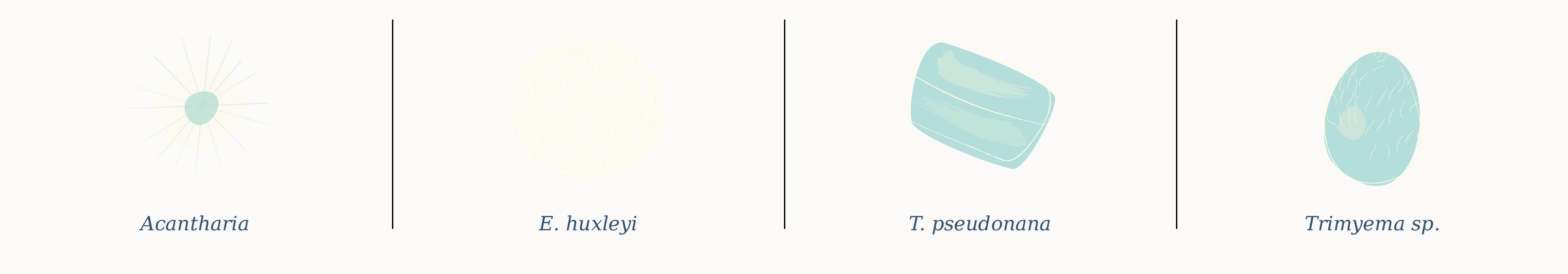 Four line illustrations from the lab: Acantharia, Emiliania huxleyi, Thalassiosira pseudonana, and Trimyema sp.